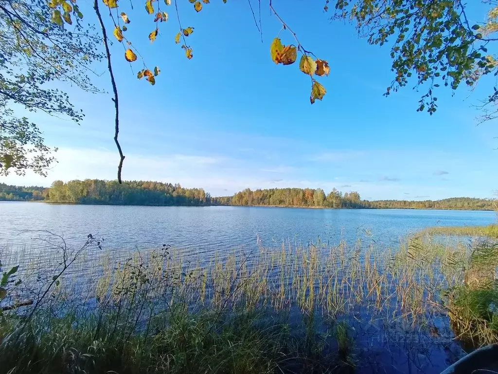 Участок в Ленинградская область, Приозерский район, Мельниковское ... - Фото 2
