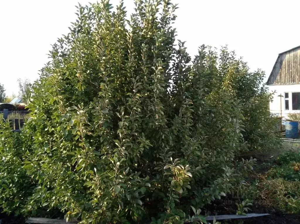 Дом в Курганская область, Кетовский муниципальный округ, Содружество ... - Фото 2