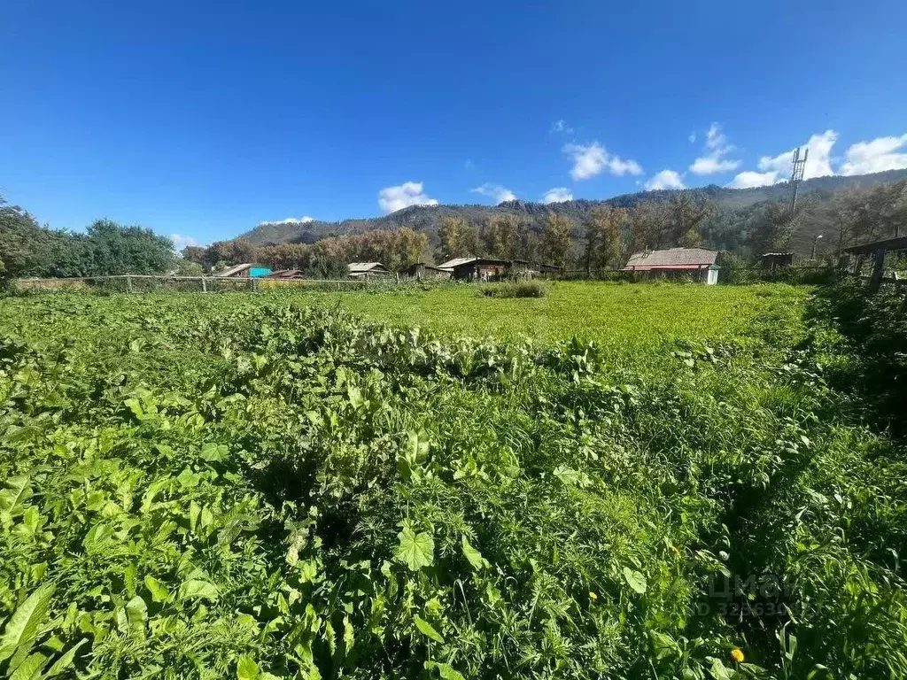 Участок в Алтай, Шебалинский район, с. Шебалино Советская ул. (12.0 ... - Фото 1