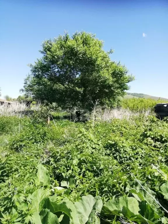 Участок в Алтайский край, Алтайский район, с. Нижнекаменка ул. Ленина, ... - Фото 1