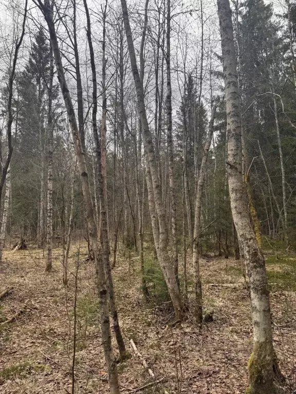 Участок в Ленинградская область, Приозерский район, Раздольевское ... - Фото 1