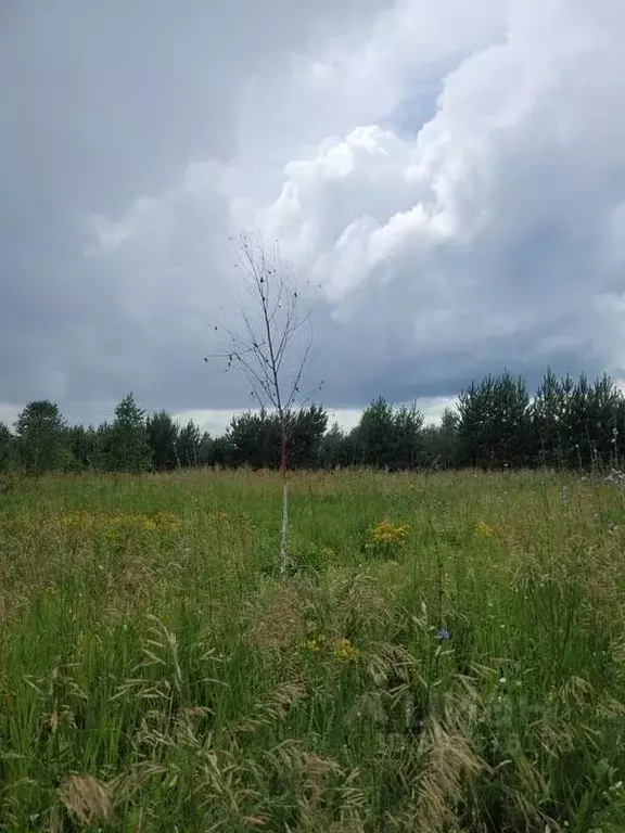 Участок в Курганская область, Кетовский муниципальный округ, с. ... - Фото 2