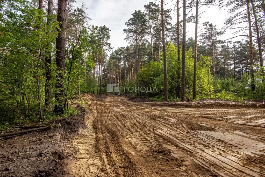 Участок в Новосибирская область, Новосибирский район, с. Барышево ... - Фото 1