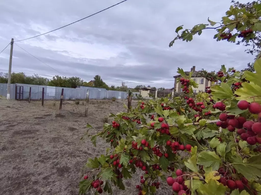 Участок в Ростовская область, Ростов-на-Дону Луч садовое товарищество, ... - Фото 1