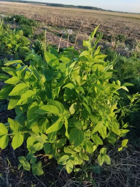 Участок в Челябинская область, Чебаркульский муниципальный округ, д. ... - Фото 1