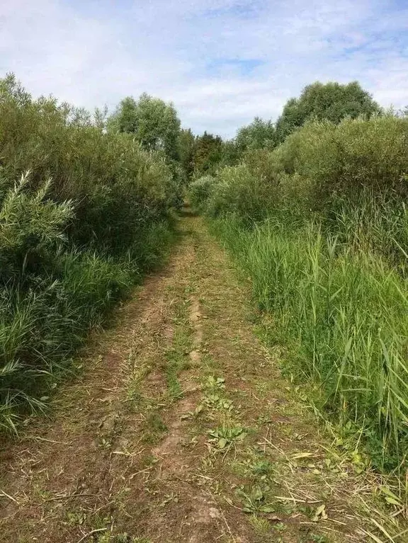 Участок в Новгородская область, Новгородский район, Борковское с/пос, ... - Фото 1