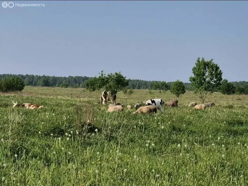 Участок в Кировский район, Синявинское городское поселение, садовое ... - Фото 2