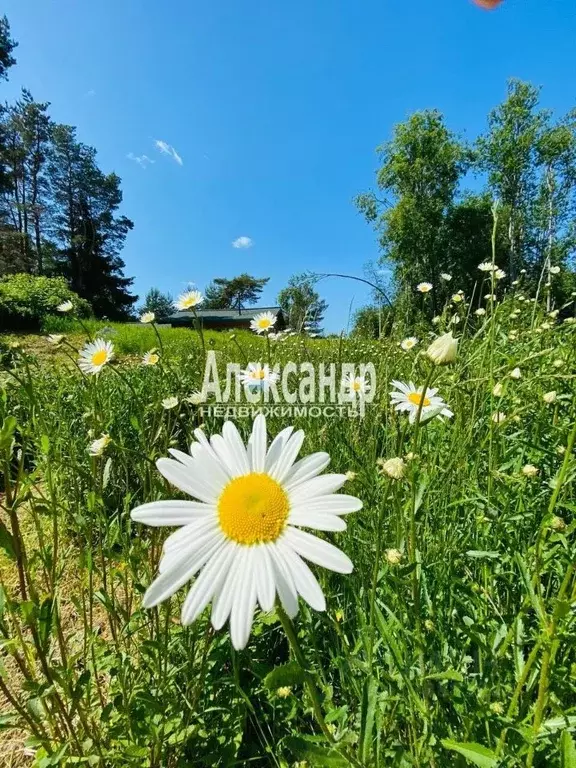 Участок в Ленинградская область, Приозерский район, Громовское с/пос, ... - Фото 1