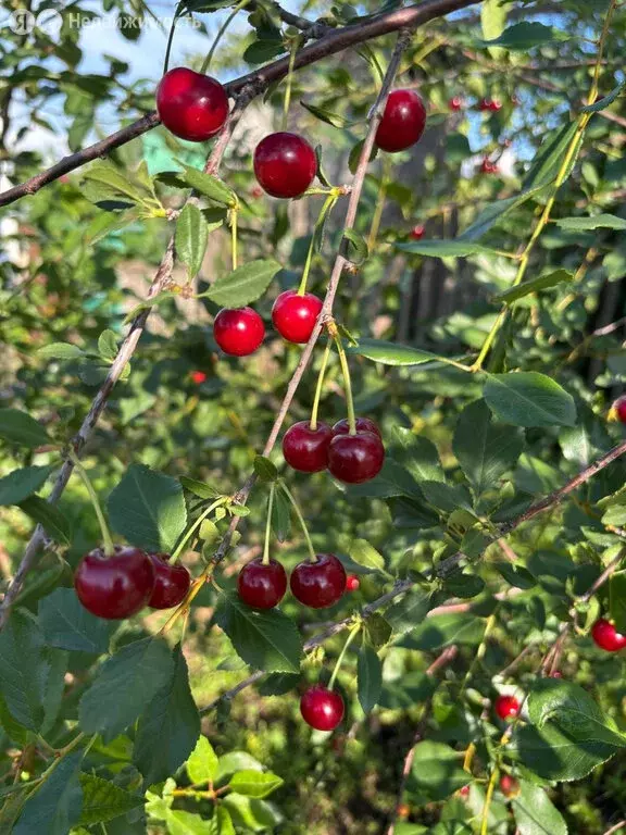 Участок в Бердск, садоводческое некоммерческое товарищество Запрудный, ... - Фото 1