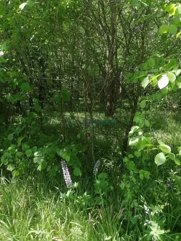 Участок в Нижегородская область, Богородский муниципальный округ, д. ... - Фото 0
