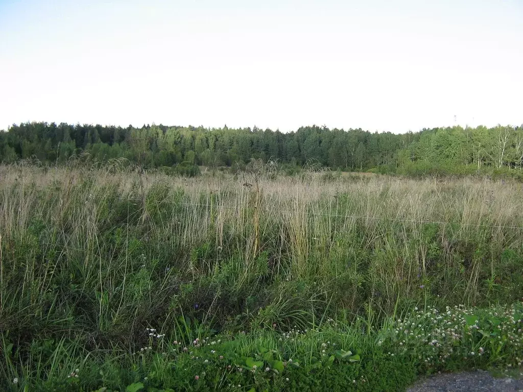 Участок в Ленинградская область, Ломоносовский район, Гостилицкое ... - Фото 0