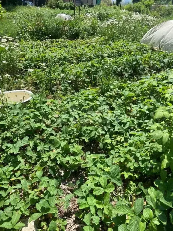 Участок в Хабаровский край, Хабаровск ул. Революции, 11 (8.0 сот.) - Фото 1