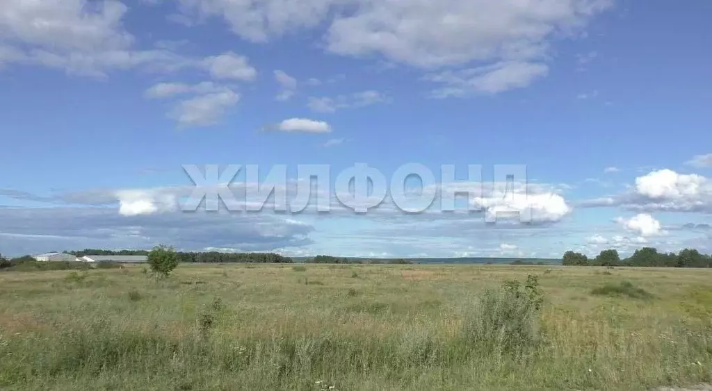 Участок в Новосибирская область, Колыванский район, с. Сидоровка Новая ... - Фото 1