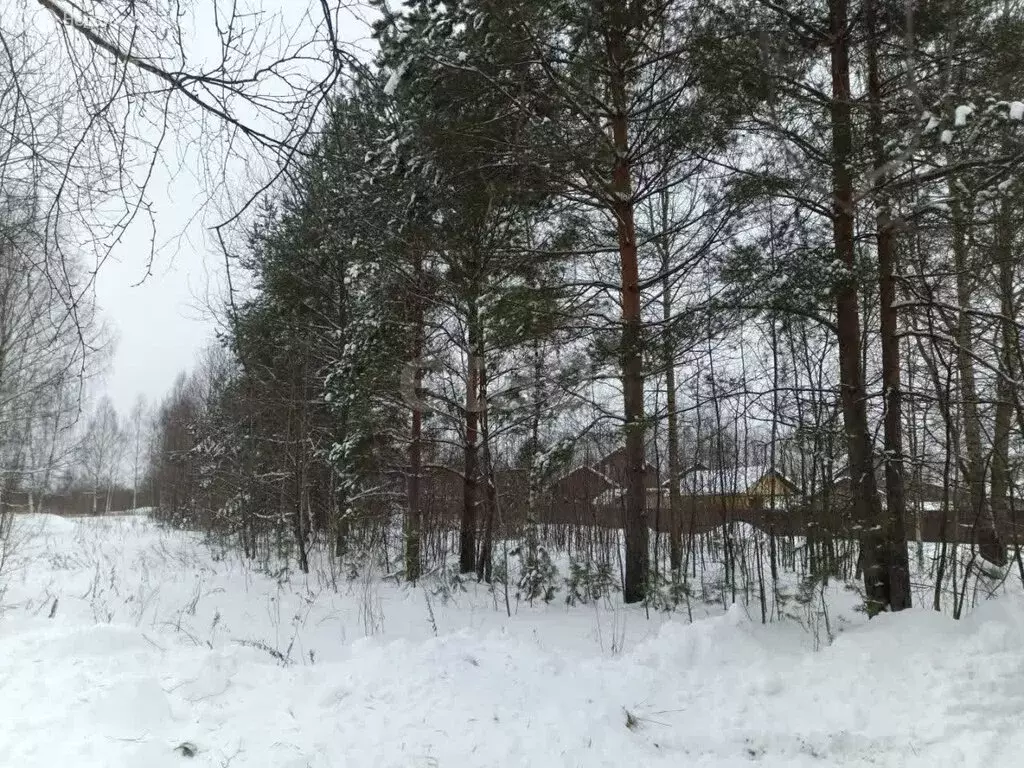 Участок в Ярославский муниципальный округ, СНТ Силикатчик-2, Рябиновая ... - Фото 1