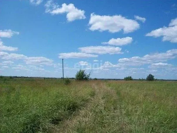 Участок в Алтайский край, Барнаул городской округ, пос. Черницк ул. ... - Фото 0