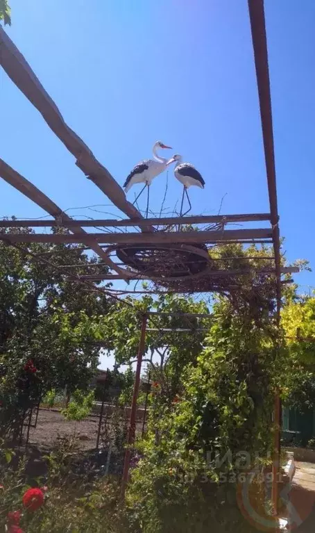 Дом в Крым, Раздольненский район, Новоселовское пгт ул. Пионерская, 8 ... - Фото 2