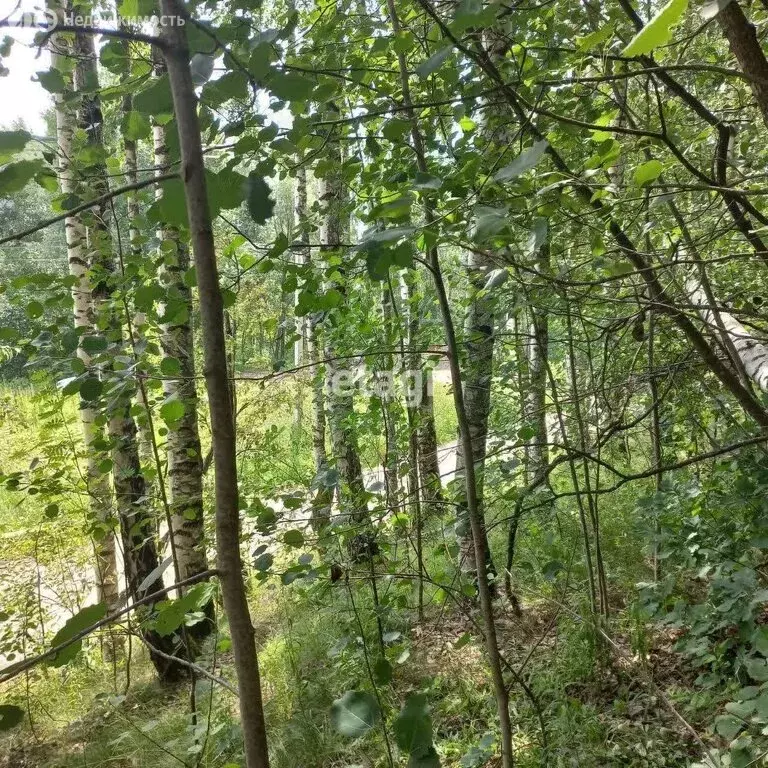 Участок в деревня Юкки, Осиновая улица (16.3 м) - Фото 2