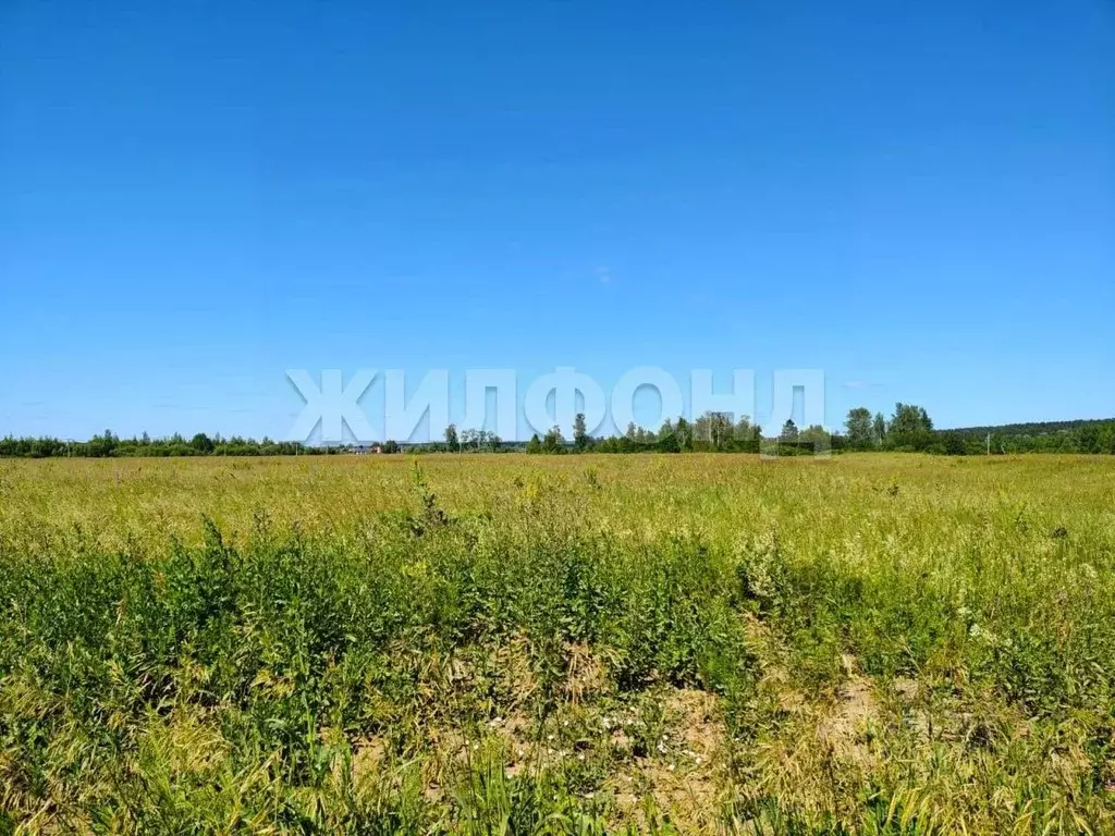 Участок в Новосибирская область, Новосибирский район, Кубовинский ... - Фото 1