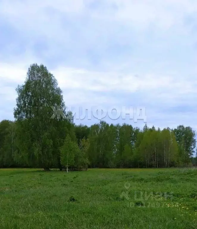Участок в Новосибирская область, Коченевский район, Лесная Поляна ст. ... - Фото 1