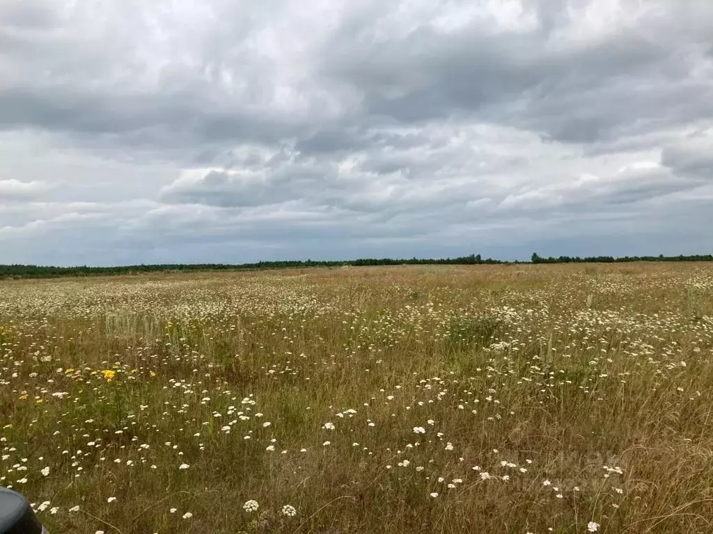 Участок в Свердловская область, Белоярский муниципальный округ Р-351, ... - Фото 2