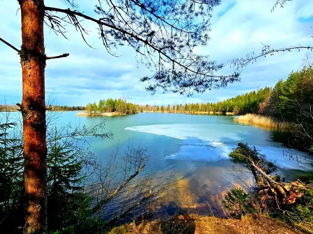 Участок в Ленинградская область, Гатчинский муниципальный округ, Чаща ... - Фото 2