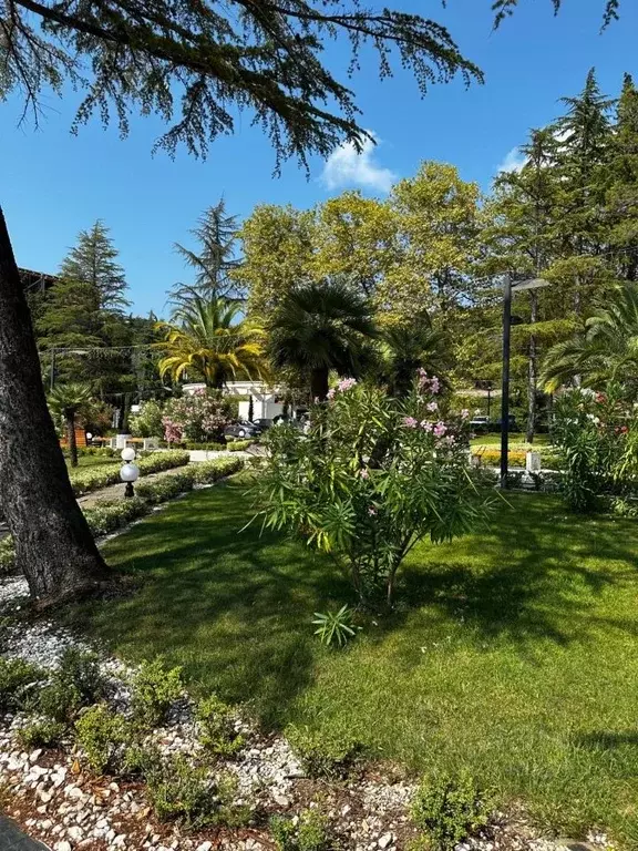 Помещение свободного назначения в Краснодарский край, Сочи Лучезарная ... - Фото 1