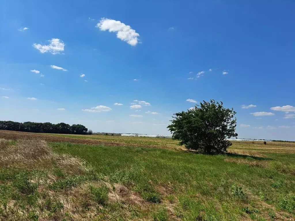 Участок в Крым, Сакский район, с. Ивановка ул. Дружбы, 10 (630.0 сот.) - Фото 1