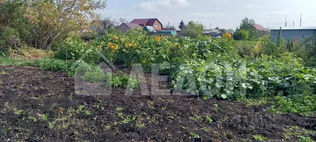 Участок в Омская область, Любинский рп ул. Южная, 49 (6.0 сот.) - Фото 1