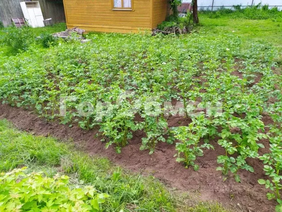 Дом в Московская область, Щелково Нива СНТ, уч17 (34 м) - Фото 2