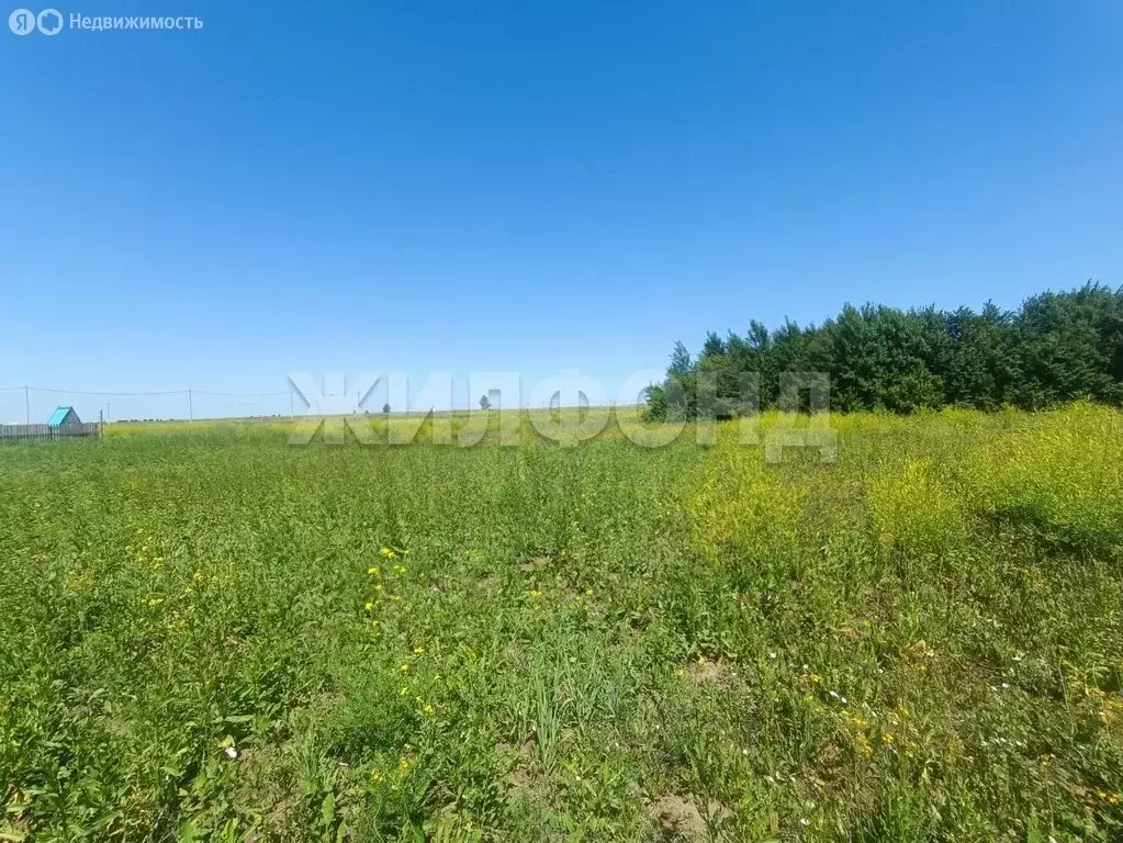 Участок в Колыванский район, СНТ Большая Семья (10 м) - Фото 1