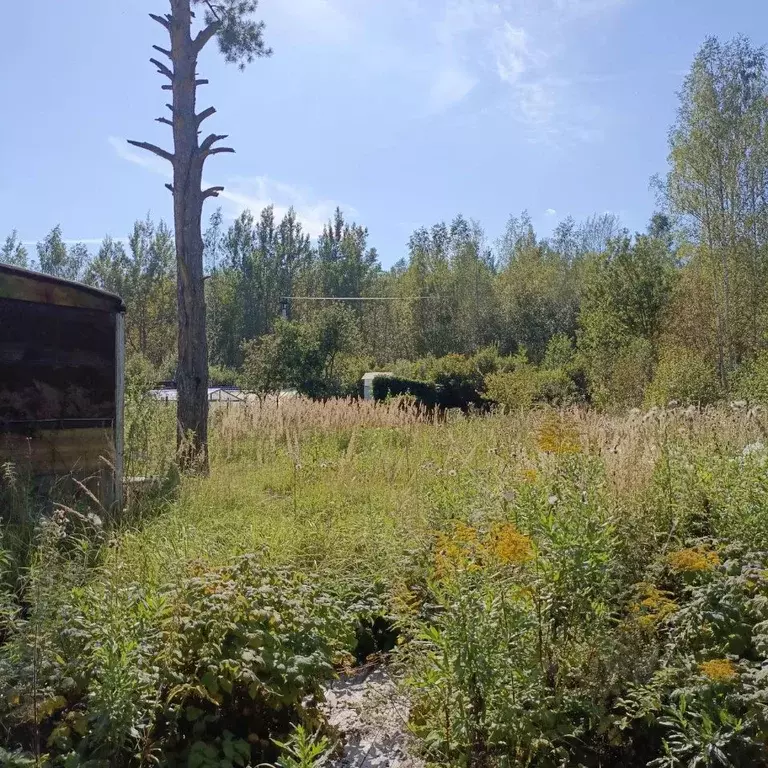 Участок в Тверская область, Калининский муниципальный округ, Дорожник ... - Фото 2