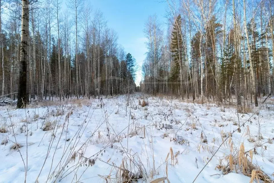 Участок в Нижнетавдинский район, село Тюнево (10 м) - Фото 0