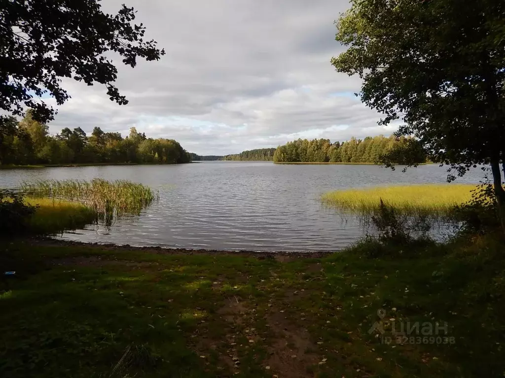 Участок в Ленинградская область, Приозерский район, пос. Сосново  ... - Фото 2