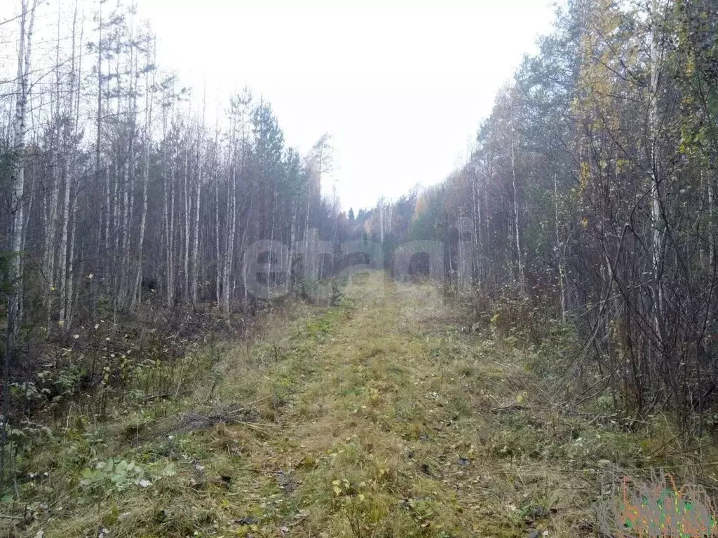 Участок в Ленинградская область, Приозерский район, Раздольевское ... - Фото 2