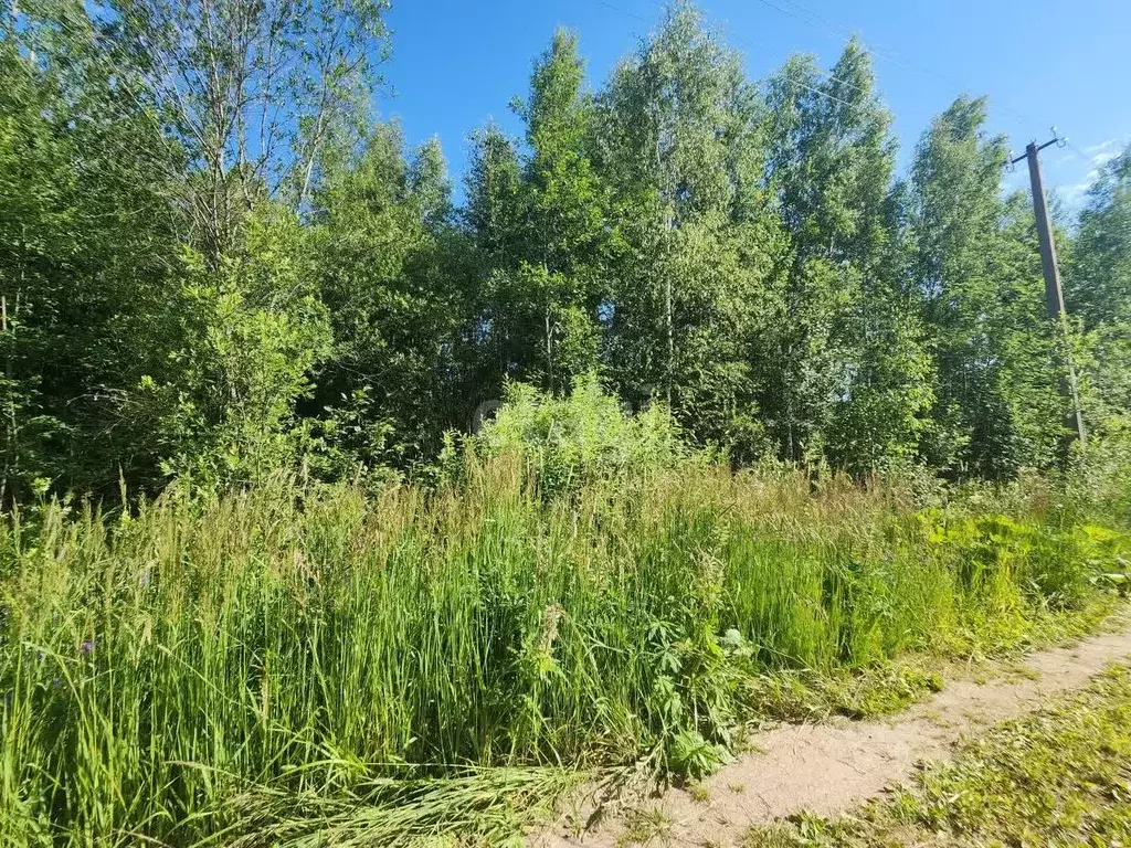 Участок в Ленинградская область, Киришский район, Кусинское с/пос, ... - Фото 1