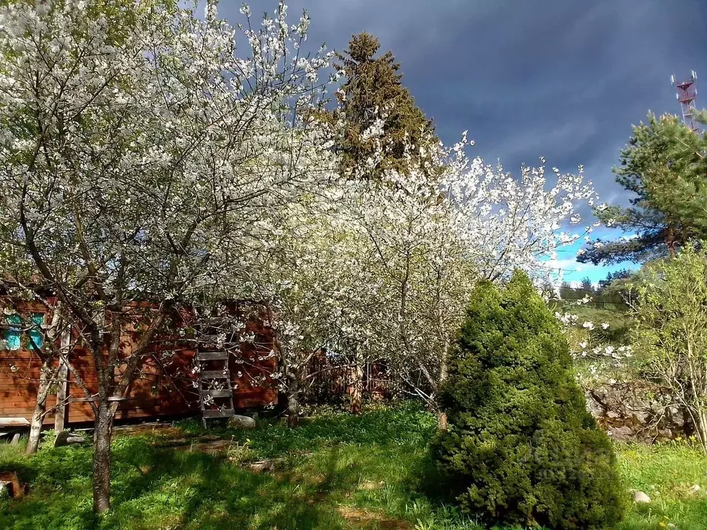 Участок в Ленинградская область, Выборгский район, Рощинское городское ... - Фото 1