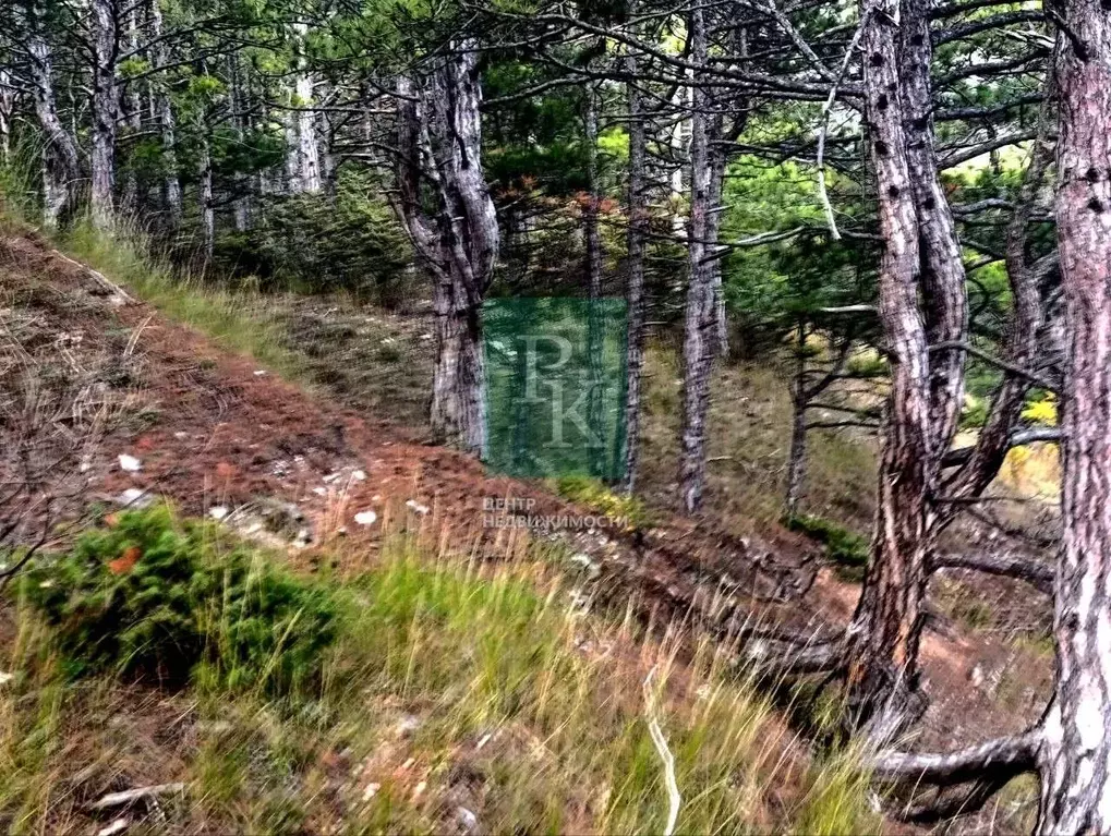 Участок в Крым, Ялта ш. Южнобережное (19.0 сот.) - Фото 2