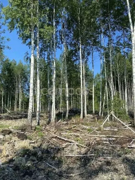 Участок в Тюменская область, Нижнетавдинский район, Строитель ТСН 786 ... - Фото 1