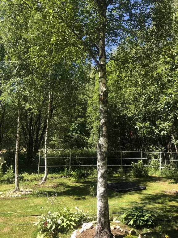 Участок в Московская область, Можайский городской округ, Лебедь СНТ  ... - Фото 1