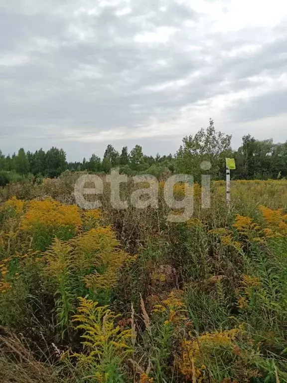 щекино полевой