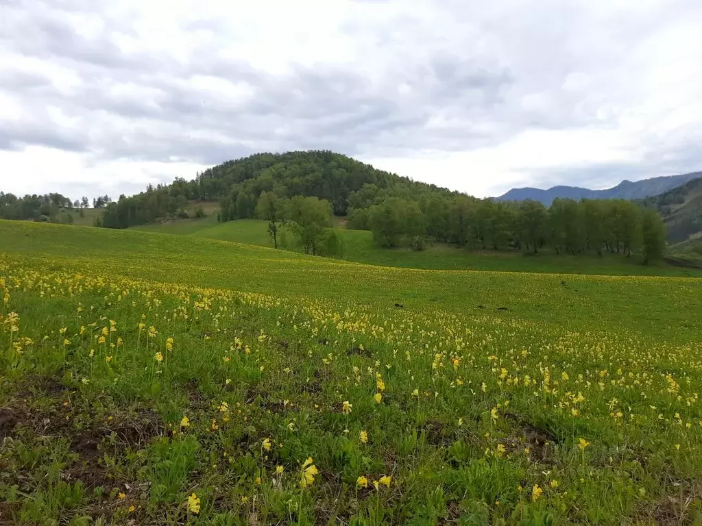 Участок в Алтай, Чемальский район, с. Бешпельтир  (29.0 сот.) - Фото 1