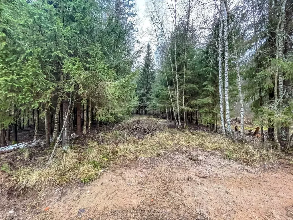 Участок в Ленинградская область, Выборгский район, Первомайское с/пос, ... - Фото 1
