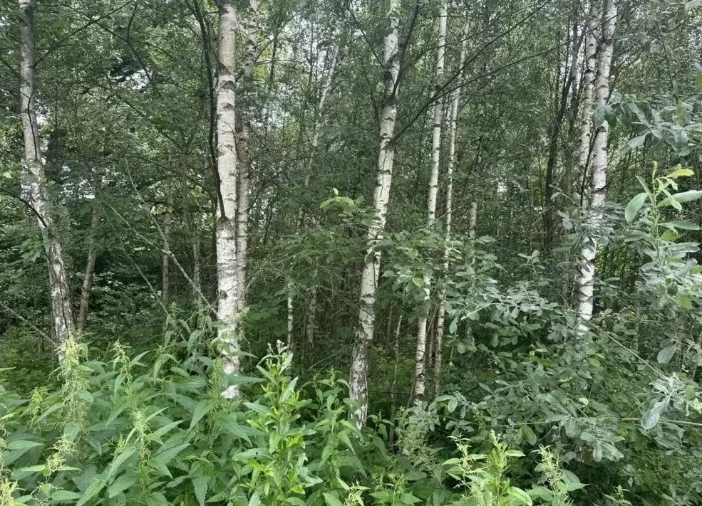 Участок в Московская область, Рузский муниципальный округ, пос. ... - Фото 2