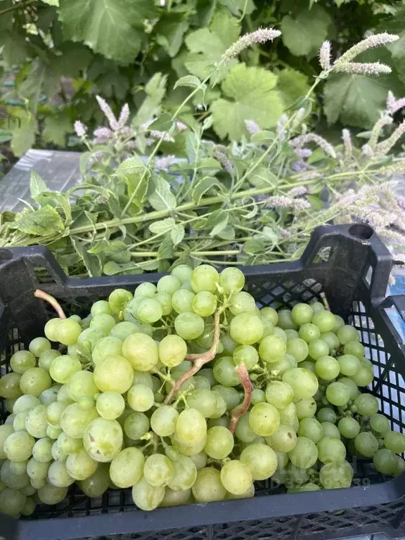 Дом в Башкортостан, Стерлитамак Мирный СНТ, пер. 20-й (30 м) - Фото 2