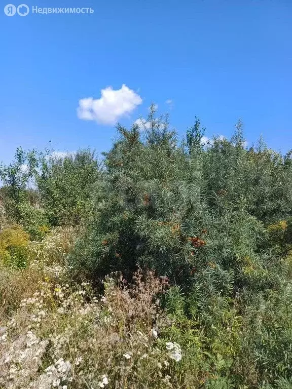 Участок в деревня Ивницы, Центральная улица (15 м) - Фото 2