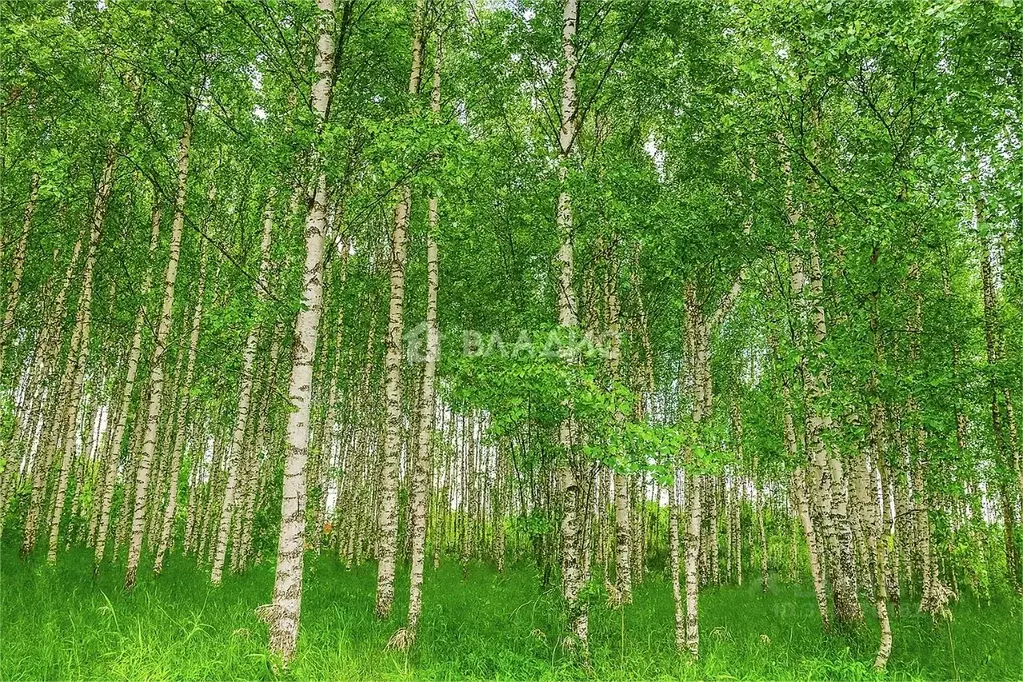 Участок в Владимирская область, Суздальский район, Боголюбовское ... - Фото 1