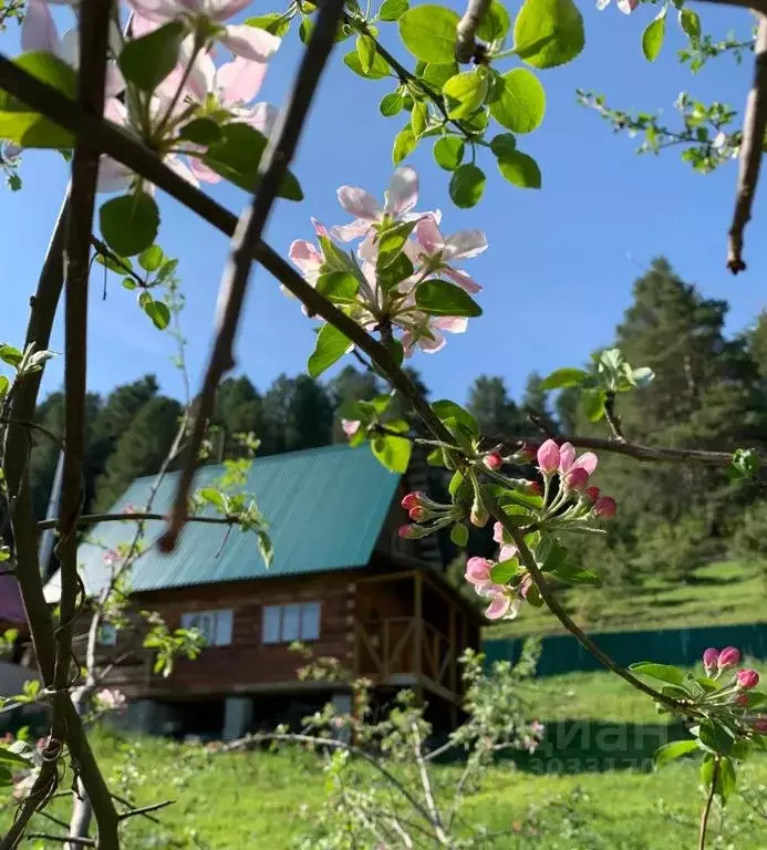 Дом в Алтай, Турочакский район, с. Артыбаш Телецкая ул., 91 (40 м) - Фото 1