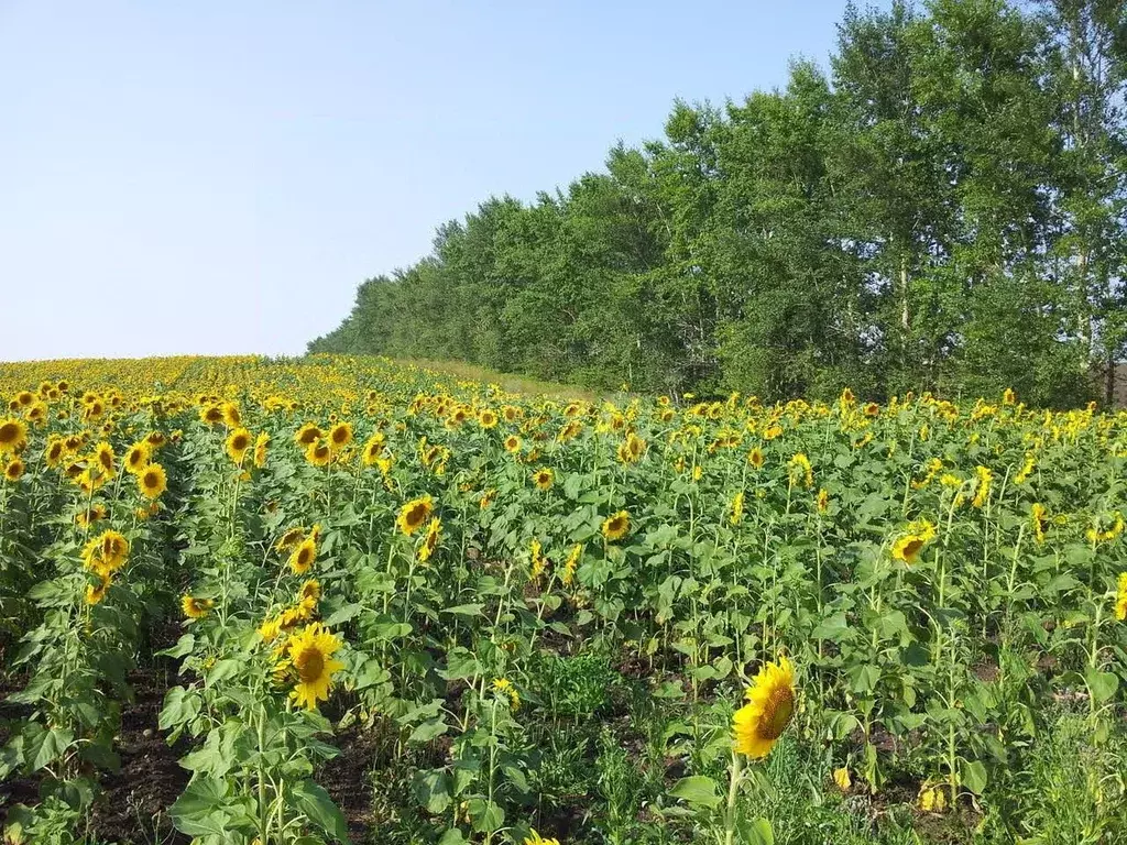 Участок в Алтайский край, Советский район, с. Шульгин Лог  (2350.0 ... - Фото 1