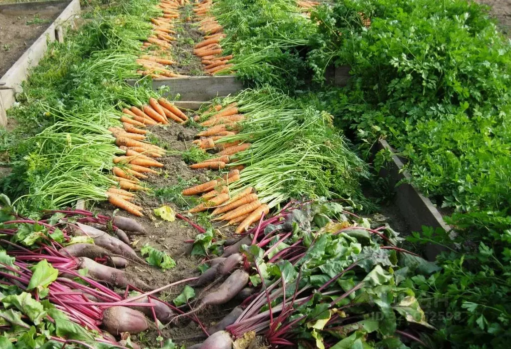 Участок в Ярославская область, Ярославль Нефтяник-1 СНТ,  (4.0 сот.) - Фото 2