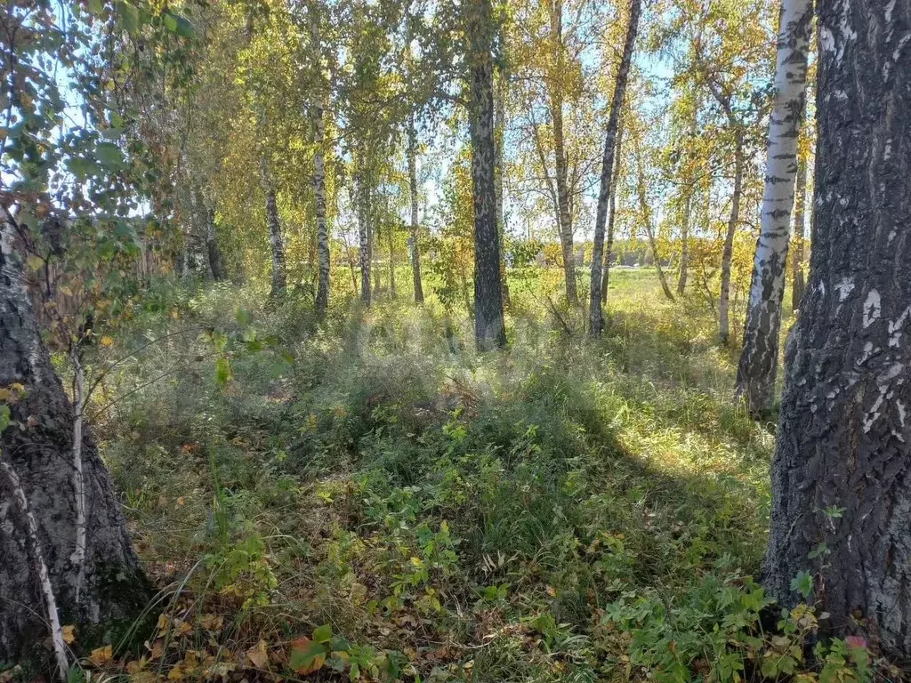 Участок 11,4 сот. (ИЖС) - Фото 1